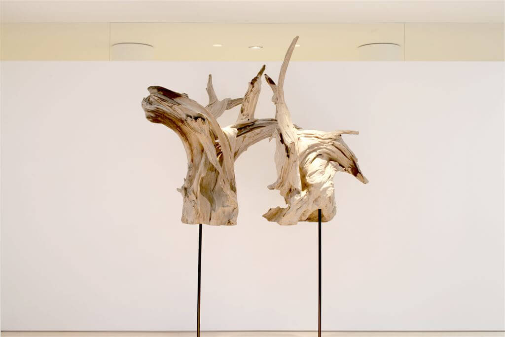 Simple white wall highlighting driftwood sculptures. Simple white wall highlighting driftwood sculptures.