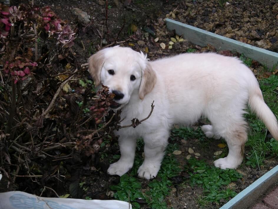 Cute puppy in the garden Cute puppy in the garden