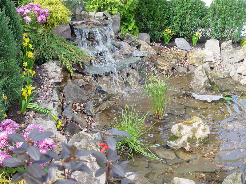 A large, shallow pond with a stone three-tier waterfall flowing down from a retaining pond further up. Boulders and small reeds sit in the shallow, clear water. Evergreens and daffodils line the sides, just beyond the rock edging. A large, shallow pond with a stone three-tier waterfall flowing down from a retaining pond further up. Boulders and small reeds sit in the shallow, clear water. Evergreens and daffodils line the sides, just beyond the rock edging.