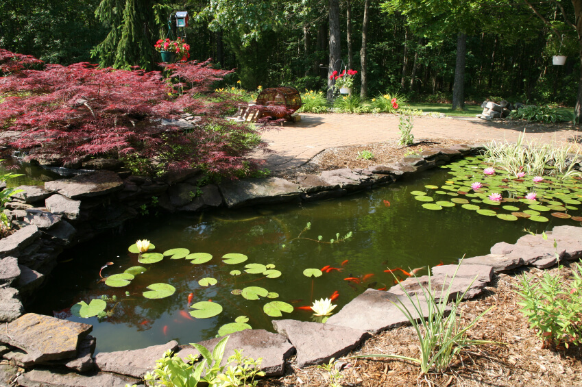 A narrow fish pond with water lilies and lots of little red ornamental fish. A purple Japanese maple hangs over the edge. A narrow fish pond with water lilies and lots of little red ornamental fish. A purple Japanese maple hangs over the edge.