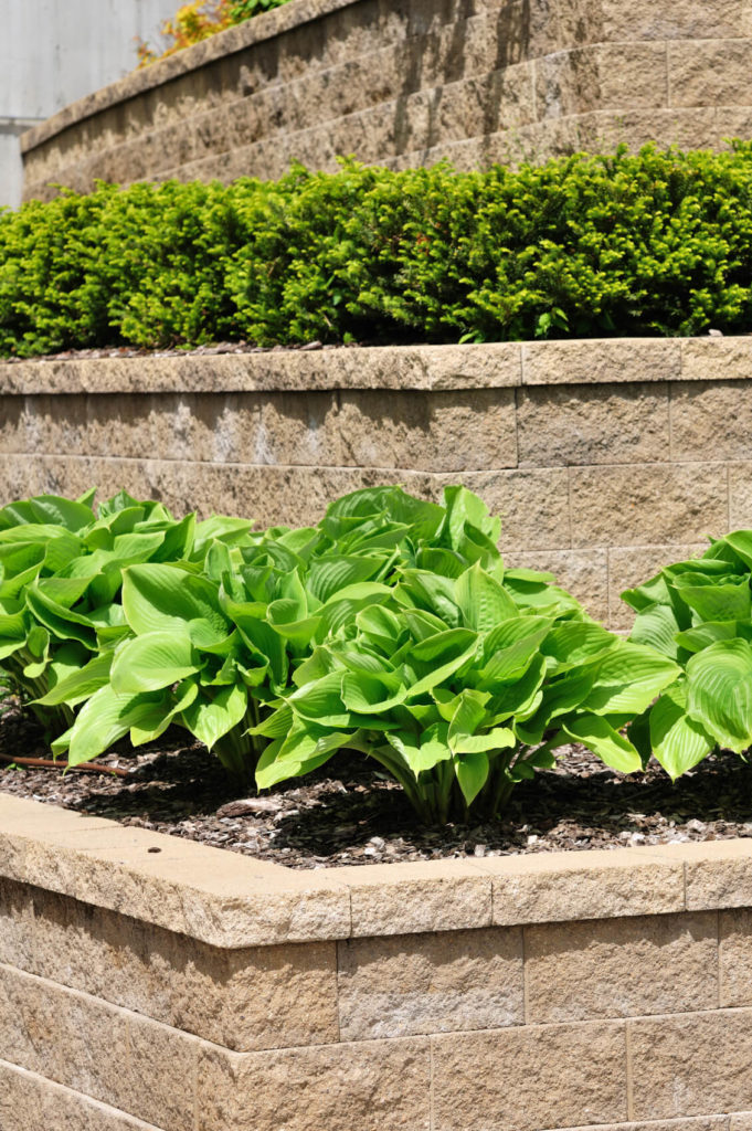 Beautifully fashioned retaining walls, each with a different plant in large groups. Beautifully fashioned retaining walls, each with a different plant in large groups.