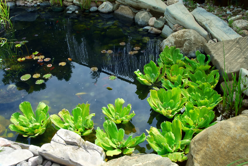 A tranquil backyard pond with a few small ornamental fish, lily pads, reeds, and water lettuce. The pond is edged by both large, square boulders and smaller, round stones. A tranquil backyard pond with a few small ornamental fish, lily pads, reeds, and water lettuce. The pond is edged by both large, square boulders and smaller, round stones.