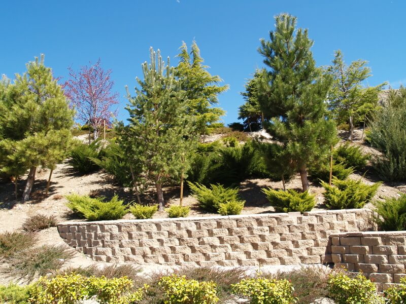 A series of light stone retaining walls that help keep the sand dunes from eroding away and also provide a sturdy place for larger evergreens to grow. A series of light stone retaining walls that help keep the sand dunes from eroding away and also provide a sturdy place for larger evergreens to grow.