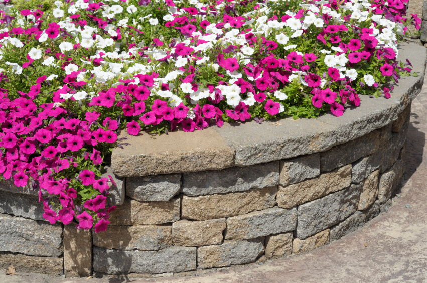 A simple, curved retaining wall that forms a circular planter full of petunias. A simple, curved retaining wall that forms a circular planter full of petunias.