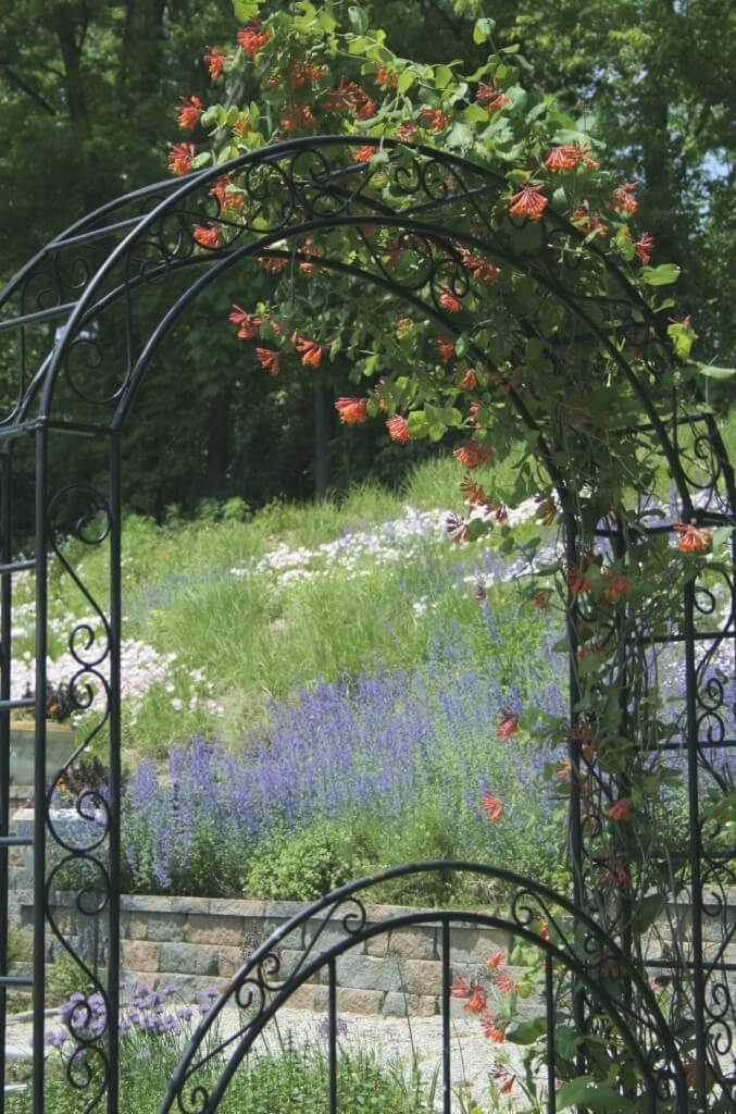 This trellis is combined into an arbor and trained with flowering vines. It also has a wrought iron gate. This trellis is combined into an arbor and trained with flowering vines. It also has a wrought iron gate.