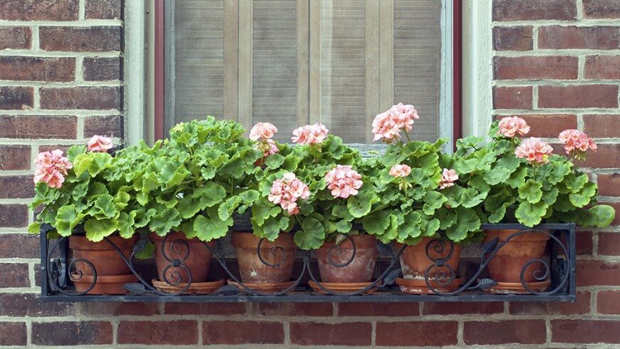 This is a simpler design. The window box itself is wrought iron with lovely scrollwork, but the geraniums are planted separately in terra cotta pots before being placed in the box. This makes it easy to swap out flowers when needed. This is a simpler design. The window box itself is wrought iron with lovely scrollwork, but the geraniums are planted separately in terra cotta pots before being placed in the box. This makes it easy to swap out flowers when needed.