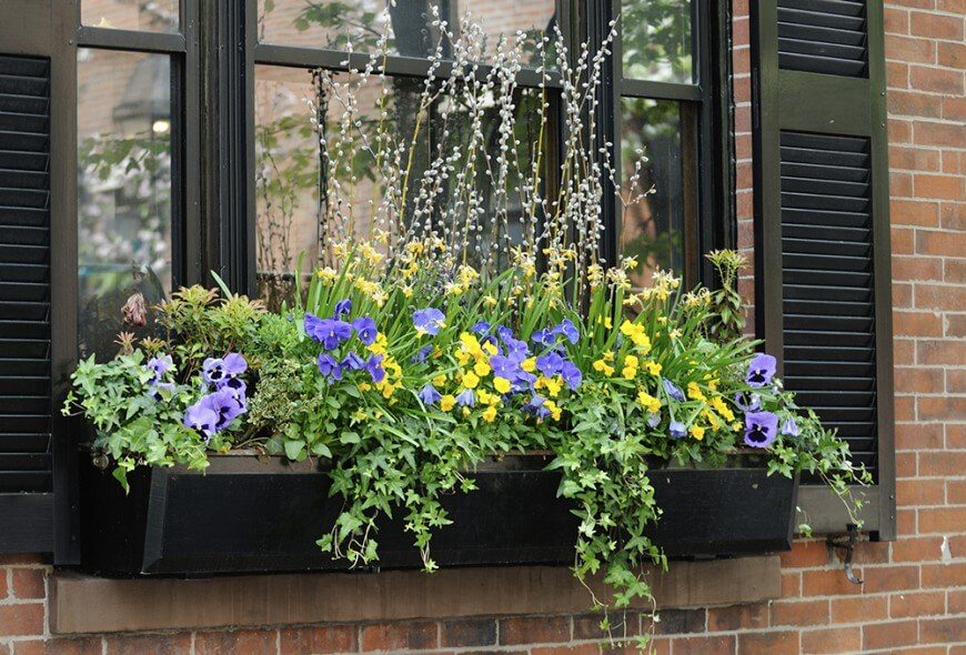 This is a simple black window box overflowing with trailing vines, brightly colored flowers, and some taller plants for texture and height. This is a simple black window box overflowing with trailing vines, brightly colored flowers, and some taller plants for texture and height.