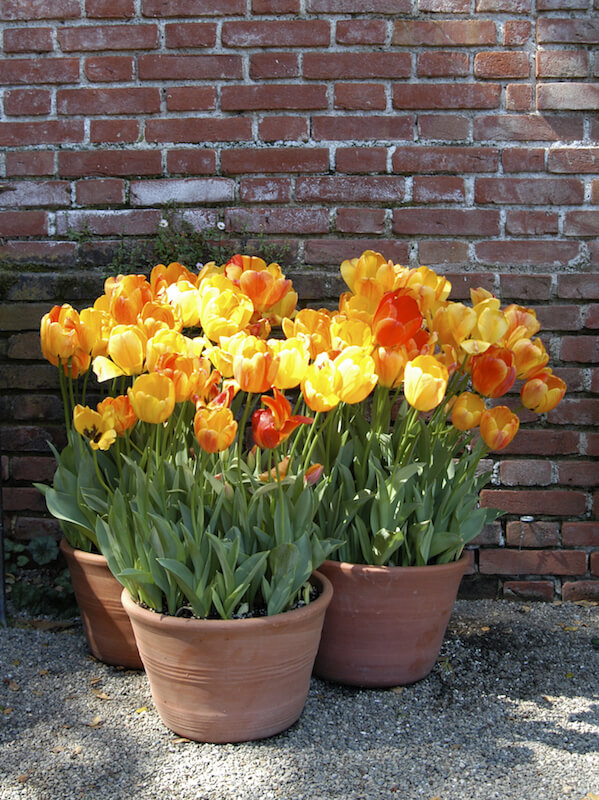 Beautiful red, orange, and yellow standard tulips dominate this small arrangement of three terra cotta planters. Beautiful red, orange, and yellow standard tulips dominate this small arrangement of three terra cotta planters.