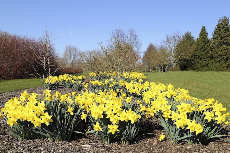 While not as densely packed, this flower bed filled with daffodils provides much needed color to this manicured lawn. While not as densely packed, this flower bed filled with daffodils provides much needed color to this manicured lawn.