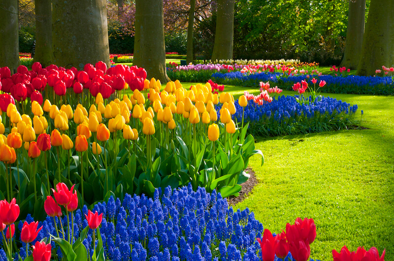 Tulips come in incredibly bright colors, and when paired with smaller flowers that are just as vibrant, create a blanket of beauty that has few rivals. Tulips come in incredibly bright colors, and when paired with smaller flowers that are just as vibrant, create a blanket of beauty that has few rivals.
