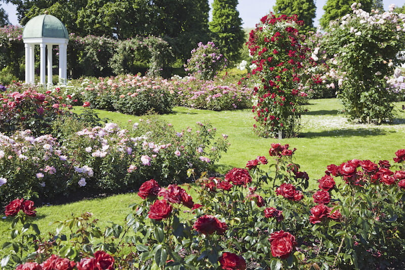 This thick garden is just filled with many different kinds of roses, creating a classic, and no doubt fragrant garden. This thick garden is just filled with many different kinds of roses, creating a classic, and no doubt fragrant garden.