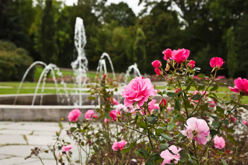 These beautiful magenta roses look amazing when placed in front of a large, showy water fountain in a plaza. These beautiful magenta roses look amazing when placed in front of a large, showy water fountain in a plaza.