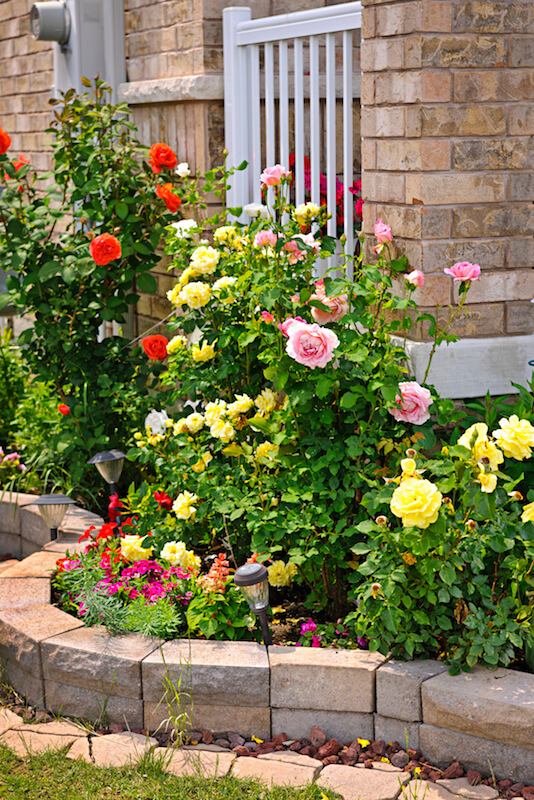 Even in smaller planting beds, roses have a certain appeal. This display has light pink, red, and pale yellow blooms. Even in smaller planting beds, roses have a certain appeal. This display has light pink, red, and pale yellow blooms.