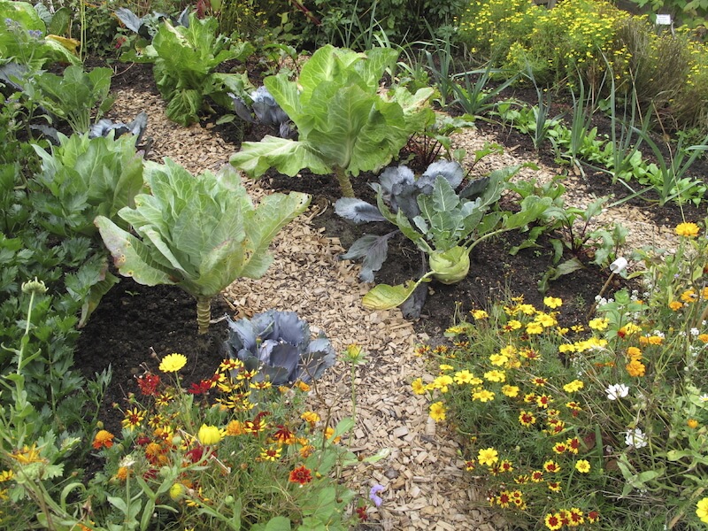 This is an example of a classic vegetable patch with mulch between the rows of vegetables to ward off weeds. Some small flowers are complementary to vegetables, and keep pests away. This is an example of a classic vegetable patch with mulch between the rows of vegetables to ward off weeds. Some small flowers are complementary to vegetables, and keep pests away.