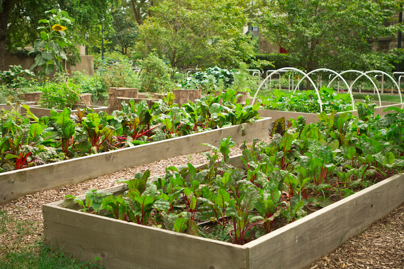 These raised beds make it easier to keep certain plants separate and the soil free from weeds or volunteer plants. These raised beds make it easier to keep certain plants separate and the soil free from weeds or volunteer plants.