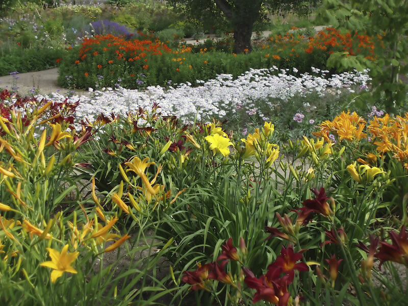 A colorful garden with lovely daylilies, white daisies, and an assortment of other tall flowers. A colorful garden with lovely daylilies, white daisies, and an assortment of other tall flowers.