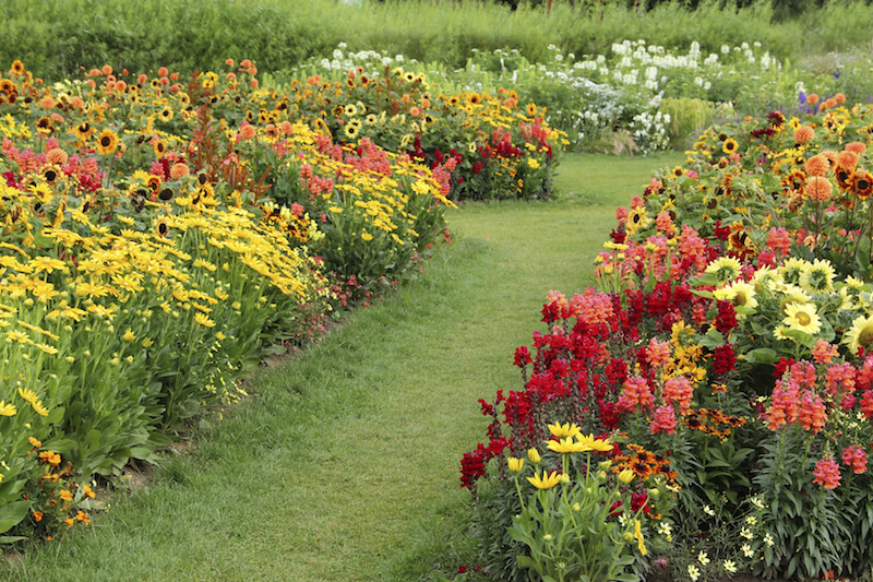 Rows upon rows of daisies and cone-shaped flowers in salmon and red. Rows upon rows of daisies and cone-shaped flowers in salmon and red.