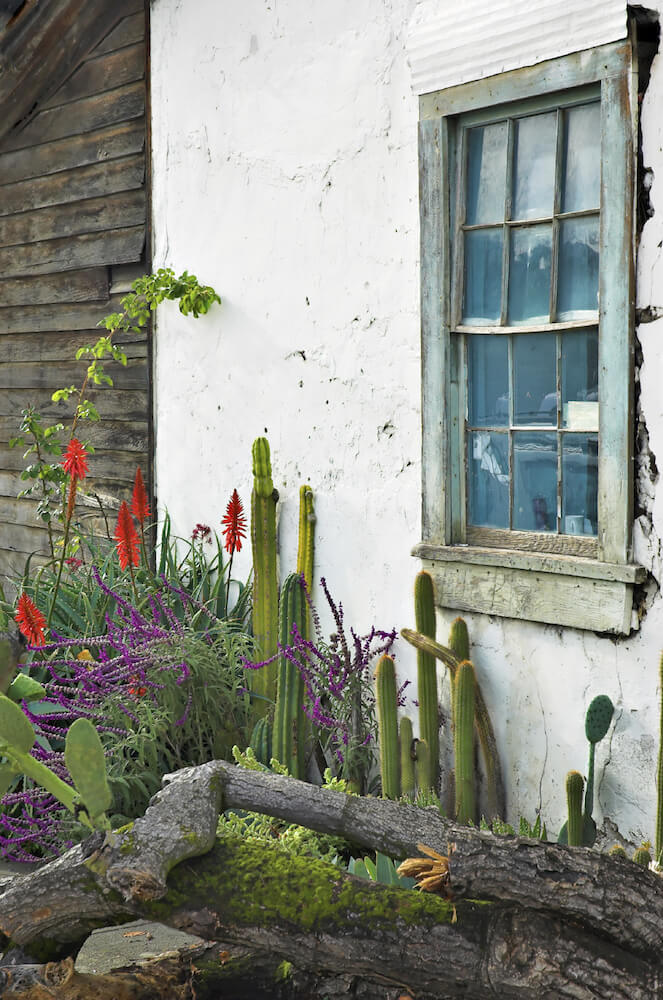 Taller varieties of cacti are matched with flowering varieties and a few moss-covered logs. Taller varieties of cacti are matched with flowering varieties and a few moss-covered logs.