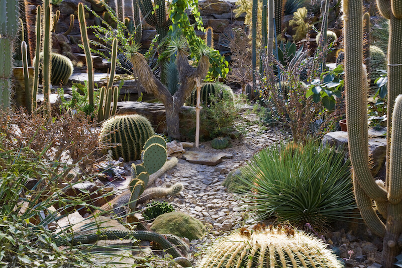 This southwestern garden has all kinds of different varieties, and is sure to be a low maintenance garden. This southwestern garden has all kinds of different varieties, and is sure to be a low maintenance garden.