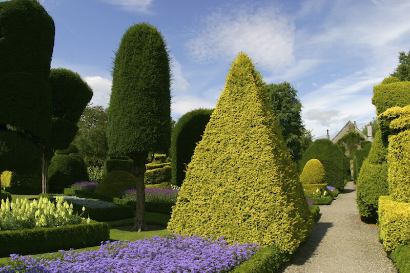 This pyramid shaped topiary stands out amongst the many different shaped topiary in this garden. This pyramid shaped topiary stands out amongst the many different shaped topiary in this garden.
