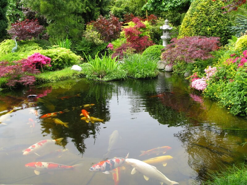 Koi ponds are popular in Japanese gardens. This one features Japanese maples amongst a host of water-loving grasses and a single stone lantern. Koi ponds are popular in Japanese gardens. This one features Japanese maples amongst a host of water-loving grasses and a single stone lantern.