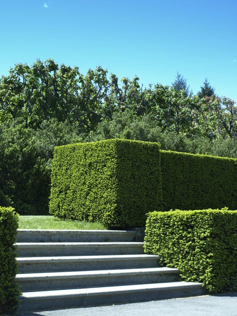 These meticulously trimmed hedges are perfectly level and follow the stairs down to the sidewalk. These meticulously trimmed hedges are perfectly level and follow the stairs down to the sidewalk.