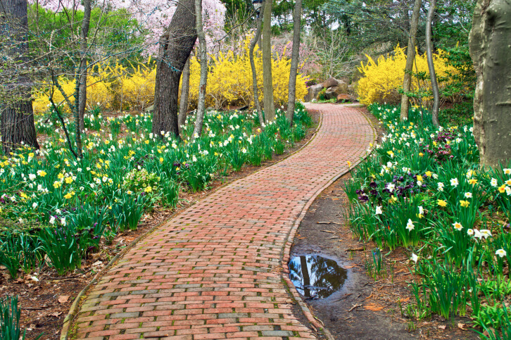 This brick walkway appears to be woven together as it passes by large beds of daffodils and through a wall of bold yellow flowering bushes. This brick walkway appears to be woven together as it passes by large beds of daffodils and through a wall of bold yellow flowering bushes.