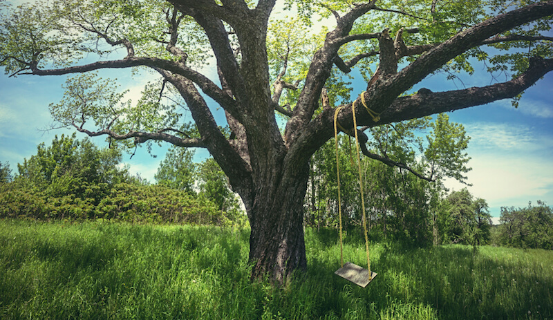 Rope swings, hung from a sturdy branch of a mature tree, are a classic way to swing while enjoying the summer breeze. Rope swings, hung from a sturdy branch of a mature tree, are a classic way to swing while enjoying the summer breeze.