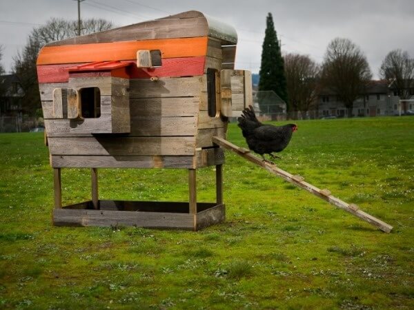 This raised chicken coop is small, perfect for a family with only a few hens. A bit of paint spruces up the otherwise plain wooden structure. This raised chicken coop is small, perfect for a family with only a few hens. A bit of paint spruces up the otherwise plain wooden structure.