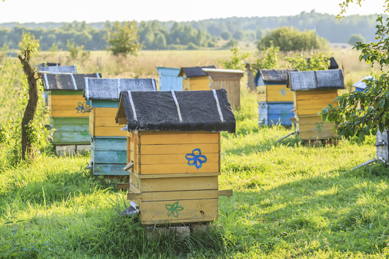These bold yellow, blue, and green hives are decorated with painted flowers to spruce them up, and located in a field far from the suburbs. These bold yellow, blue, and green hives are decorated with painted flowers to spruce them up, and located in a field far from the suburbs.