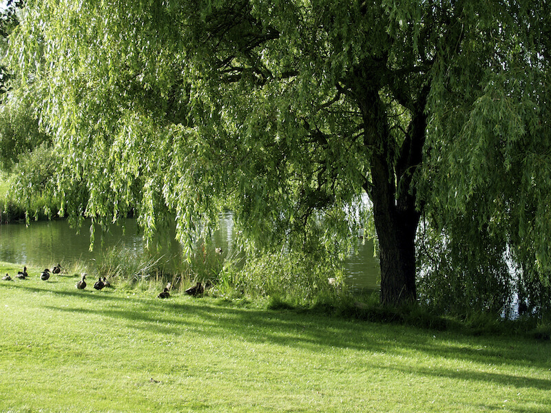 This huge, fully mature tree sits on the bank of a quiet lake, providing shade to a flock of ducks. This huge, fully mature tree sits on the bank of a quiet lake, providing shade to a flock of ducks.