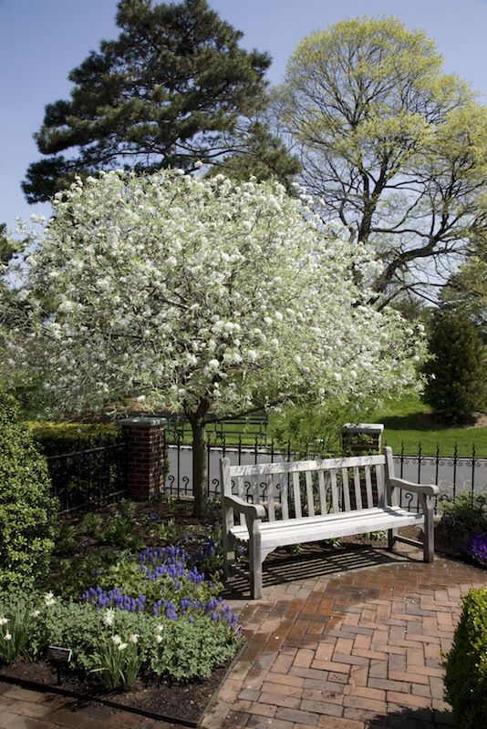 Ornamental trees mature faster, and often have fragrant flowers that bloom in the spring. Ornamental trees mature faster, and often have fragrant flowers that bloom in the spring.