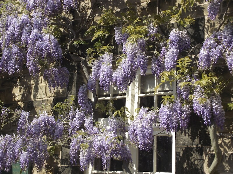 While Wisteria isn't truly a vine, it has many vine-like qualities, and will grow, much like a vine, over sheds and trellises. While Wisteria isn't truly a vine, it has many vine-like qualities, and will grow, much like a vine, over sheds and trellises.