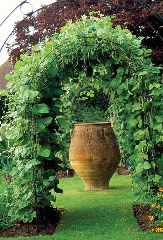 Training your vines to grow over an arbor can create an incredible shaded arch effect. Training your vines to grow over an arbor can create an incredible shaded arch effect.