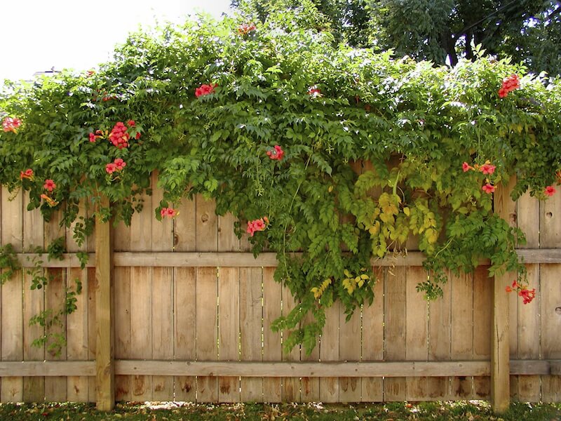 Vines can even be used to cascade over a privacy fence and dress it up with color and fragrance. Vines can even be used to cascade over a privacy fence and dress it up with color and fragrance.
