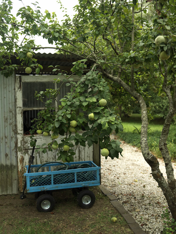 This apple tree is weighed down with ripening fruit. Nearby is a gardening shed and a wagon, which will be useful when it's time to harvest. This apple tree is weighed down with ripening fruit. Nearby is a gardening shed and a wagon, which will be useful when it's time to harvest.