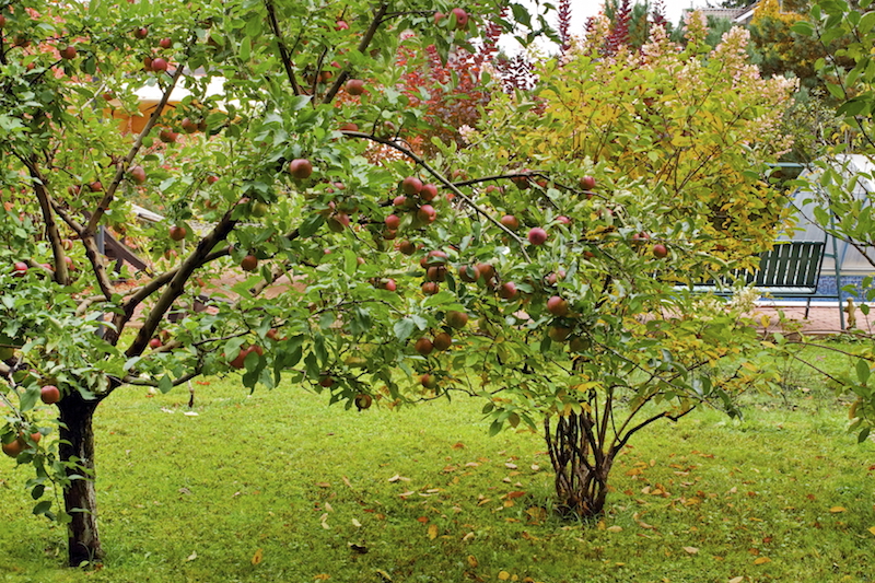 Another lovely apple tree, planted at the rear of the property, obscuring the main living area from prying eyes. Another lovely apple tree, planted at the rear of the property, obscuring the main living area from prying eyes.