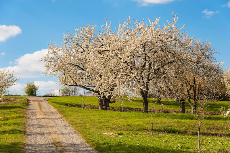 Even when they aren't bearing fruit, cherry trees have glorious flowers in the spring time. Even when they aren't bearing fruit, cherry trees have glorious flowers in the spring time.