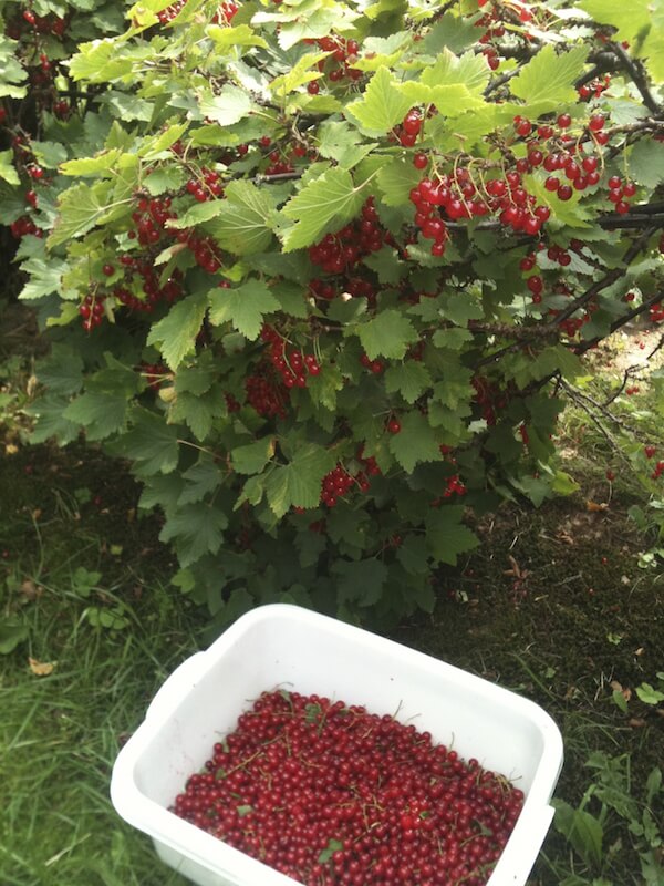 Brightly colored berries are harvested. Look at that haul! The large bush also acts as a great barrier between yards. Brightly colored berries are harvested. Look at that haul! The large bush also acts as a great barrier between yards.