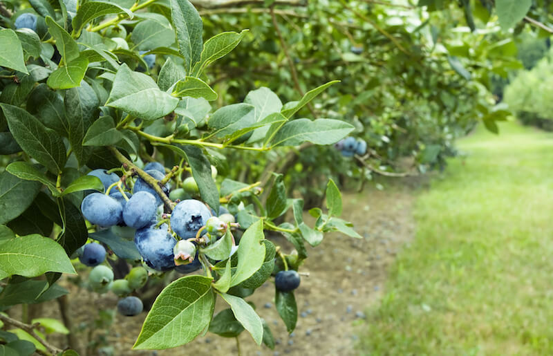 Blueberries are easy to structure into rows, and produce the brightly colored berries each season. Blueberries are easy to structure into rows, and produce the brightly colored berries each season.