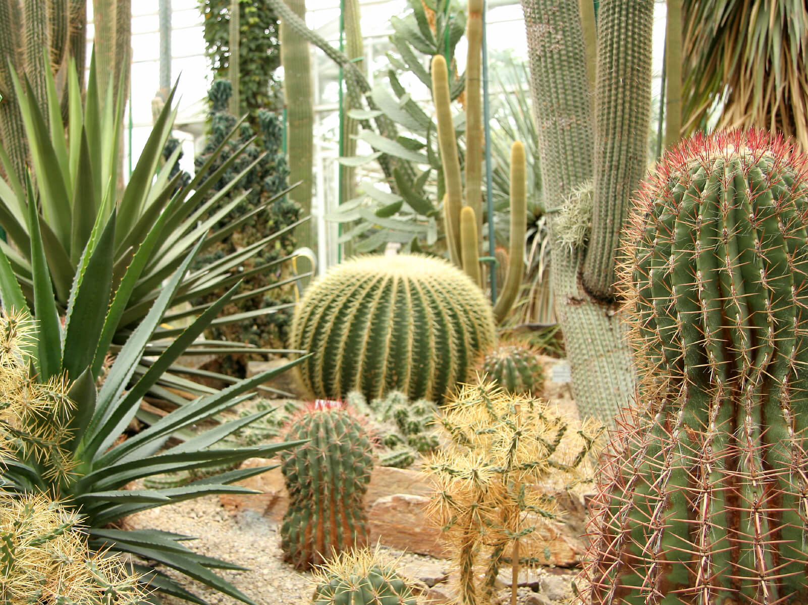 9 Sharp Cactus Garden Ideas 9 Sharp Cactus Garden Ideas