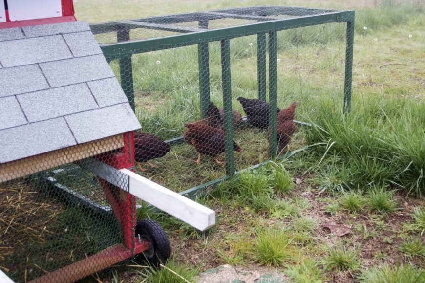 When you've got a dynamic backyard full of activities, you might want a chicken coop that's rather portable. This unique is lightweight due to its metal framing, and features built-in wheels for easy movement. When you've got a dynamic backyard full of activities, you might want a chicken coop that's rather portable. This unique is lightweight due to its metal framing, and features built-in wheels for easy movement.