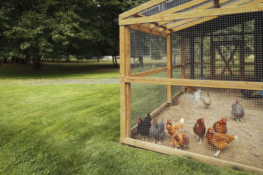 If you've got ample space and live in a temperate climate, a large chicken coop like this might be the best possibility. Using a large hand-built frame of natural wood, the entire structure is wrapped in wire for a transparent, breezy space for the birds. If you've got ample space and live in a temperate climate, a large chicken coop like this might be the best possibility. Using a large hand-built frame of natural wood, the entire structure is wrapped in wire for a transparent, breezy space for the birds.