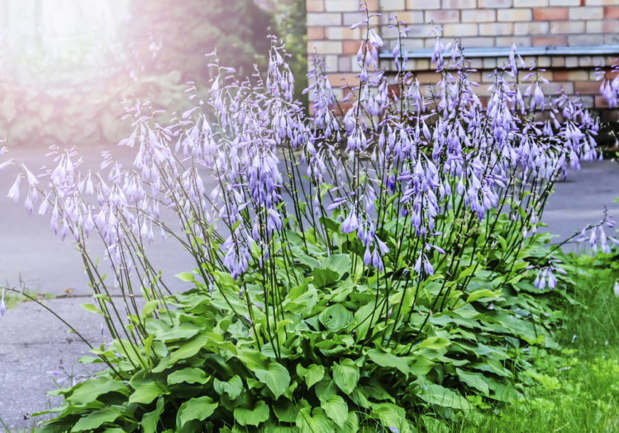 Plant gardens do not have to be large or massive to make an impression. A small patch of interesting plants can be perfect to punctuate a lawn or walkway. Plant gardens do not have to be large or massive to make an impression. A small patch of interesting plants can be perfect to punctuate a lawn or walkway.