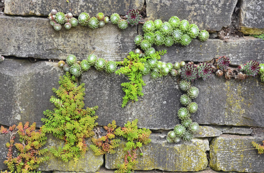 Bring life to your walls with plants. Some plants can even grow within the nooks and crannys of a brick wall. This can give your wall an aged and weathered look. Bring life to your walls with plants. Some plants can even grow within the nooks and crannys of a brick wall. This can give your wall an aged and weathered look.