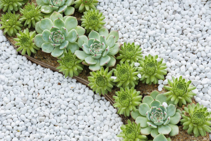 With small controlled plants, your garden can have a very specific design. Here are a few plants used to build a cool and fun design within a rock garden. With small controlled plants, your garden can have a very specific design. Here are a few plants used to build a cool and fun design within a rock garden.