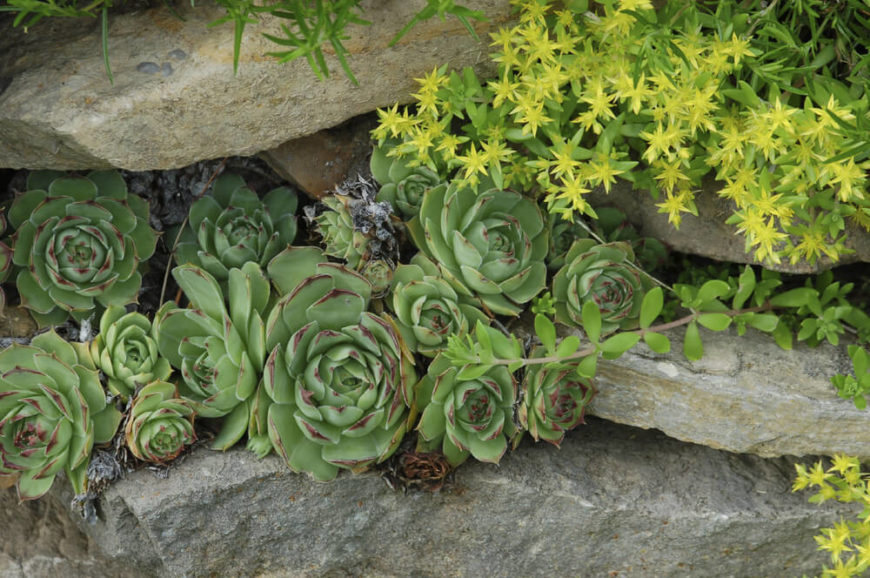 You can grow small plant gardens in many places as they can fit nearly anywhere. You can fit a small plant garden in the spaces between large rocks and boulders. Small plant gardens look great amongst large stones. You can grow small plant gardens in many places as they can fit nearly anywhere. You can fit a small plant garden in the spaces between large rocks and boulders. Small plant gardens look great amongst large stones.