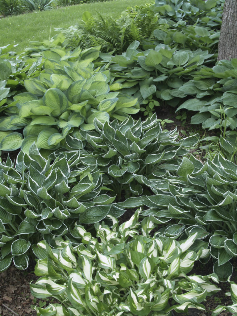 Small plant gardens are great for filling space with vibrancy. These plants are great for making otherwise unused space appealing and interesting. Small plant gardens are great for filling space with vibrancy. These plants are great for making otherwise unused space appealing and interesting.