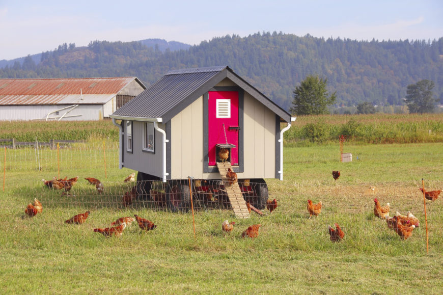 Here's a truly innovative solution: a chicken coop on wheels. Built over a tractor trailer frame, it's easily moved around the yard. This can help with wear and tear, and keep the chickens on their toes, so to speak. Here's a truly innovative solution: a chicken coop on wheels. Built over a tractor trailer frame, it's easily moved around the yard. This can help with wear and tear, and keep the chickens on their toes, so to speak.