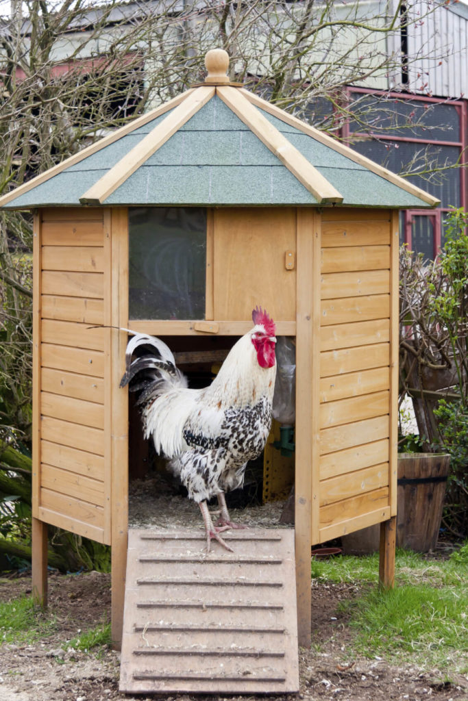 We love the clean lines and sharp details on this octagonal chicken coop. Perfect if you've only got a couple birds, it can stand as a handsome appearance in almost any sized yard. We love the clean lines and sharp details on this octagonal chicken coop. Perfect if you've only got a couple birds, it can stand as a handsome appearance in almost any sized yard.